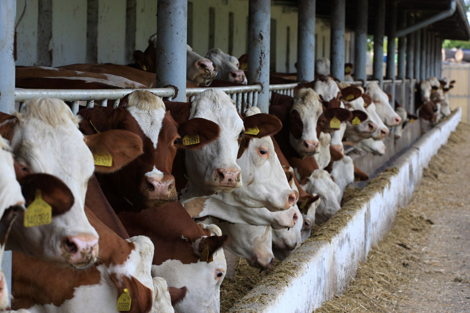 Ethical arguments won’t end factory farming. Technology might.